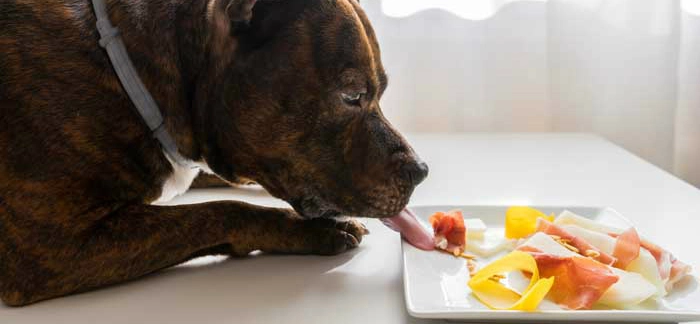 Common Raw Dog Food Mistakes People Make - Vimarsana News